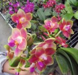 Phal.jpg