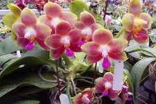 Phal-.jpg