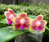 Phal.-Joy-Spring-Canary-'orange'-(Coco-Huang-FB).jpg