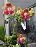 Phal.-Joy-Spring-Canary-'Orange'-by-Pom-Orchids--.jpg