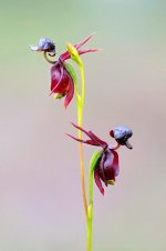 Caleana major - flying duck orchid.jpg