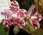 Phal.-Auspice-Knight-'KF'-AM-AOS-84-Points,-2013,-7cm-(zxyqu-BL-1.jpg