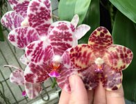 Phal.-Auspice-Knight-7.5cm-and-Phal.-gigantea-'Pylo's-Cherry'-6.jpg