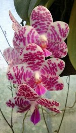 Phal.jpg