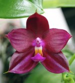 Phal.jpg