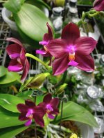 Phal-------.jpg