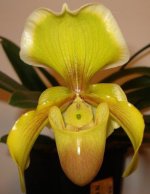 2567. Paph. Emerald Magic 'In-Charm' x Paph. helenae 'Hsiao'.jpg