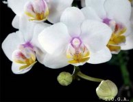 Phal.-Liu's-Fantasy-'Angel'-4cm-(OrchidWiz--.jpg