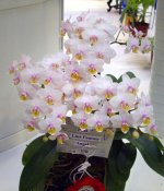 Phal.-Liu's-Fantasy-'Angel'-4.jpg