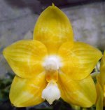 Phal.jpg