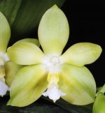 Phal.jpg