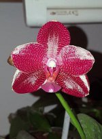 Phal-1.jpg