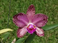 Catt. Blc. Durigan 'Hercules' (Douglas Curtev FB) 1.jpg