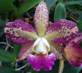 Catt.-Blc.-Durigan-'Columba'-x-'2816'-(Orquidário-Durigan-FB)-.jpg