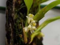 Maxillaria Neglecta.JPG