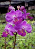 Dtps.-Memoria-Val-Rettig-'Red'-(Pom-Orchids.jpg