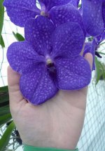 Vanda-Patchara-Delight.jpg