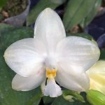 Phal.jpg