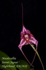 Masdevallia-Sunset-Jaguar-'Nightbreed'-AM-AOS-(Olga-Vasilieva-flickr.com-.jpg