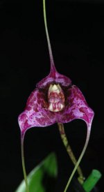 Masdevallia-chaparensis-'Sunset-Leopard'-HCC-AOS-(hennis-orchideen.de.jpg