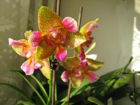 мои орхидеи 030.jpg