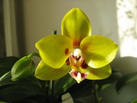 мои орхидеи 032.jpg