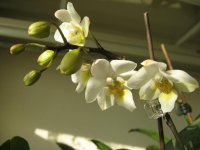 мои орхидеи 034.jpg