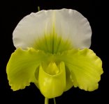 Paph. In Charm Greenery In Charm BM TPS x Paph. Stone Lov.jpg