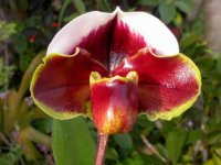 Paph. (Tree of Progress x Rose Crow) 01T126 First x Paph. Lippewunder Huei.jpg