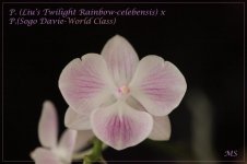P. (Liu’s Twilight Rainbow-celebensis) x P.(Sogo Davie-World Class).jpg