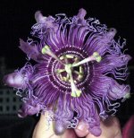 Passiflora_Incense.jpg