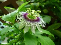 Passiflora-edulis.jpg