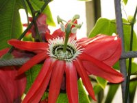 Passiflora_racemosa.JPG