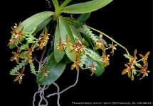 Phal borneensis 08_2012 OT 1.JPG