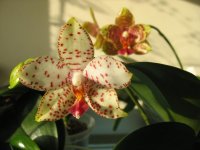 мои орхидеи 024.jpg