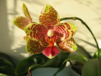 мои орхидеи 023.jpg