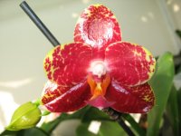 мои орхидеи 028.jpg