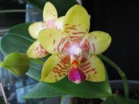 мои орхидеи 013.jpg