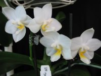 мои орхидеи 021.jpg