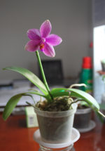 Bildschirmfoto 2017-01-25 um 10.49.16.png