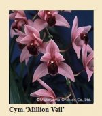 IMG_8656_Cymbidium-_Million.jpg