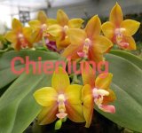 Phal.jpg