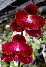 Phal.jpg