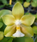 Phal.jpg