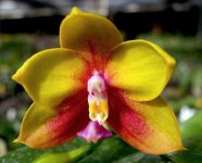 Phal.-Yin's-Belli-Eagle-(YS831-=-Yin's-Belliambo-'Paiho#23'-x-Dragon-Tree-Eagle-'DT168')-Pom-FB.jpg