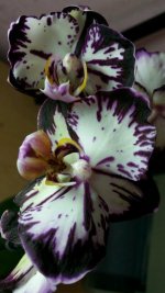image (31).jpg