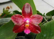 phalaenopsis-phal-zheng-min-tyrannosaurus-x-lds-bear-queen-foto-4363.jpg