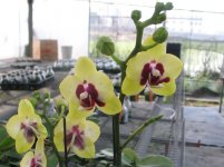 YC08_Phal_tying_Shin_Ruby_x_Phal_TaipeiGold.jpg