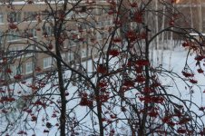 IMG_1749.jpg