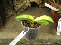 Phalaenopsis Matou Freed.jpg